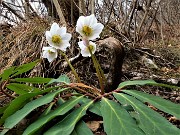 66 Ellebori in fiore